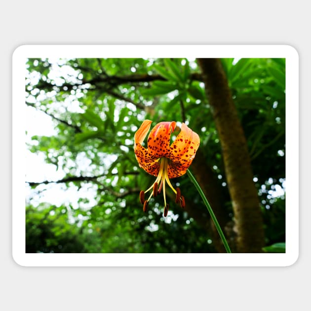 Carolina lily upside down flower Sticker by fantastic-designs